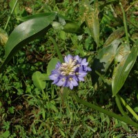 Pontederia hastata L.